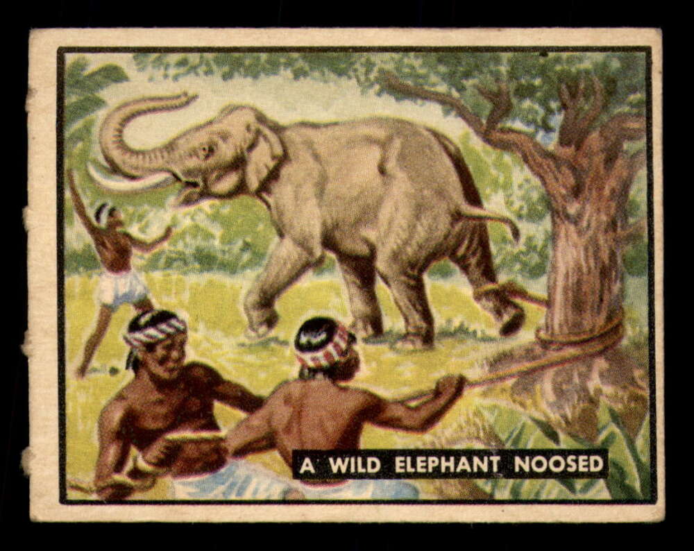 83 A Wild Elephant Noosed